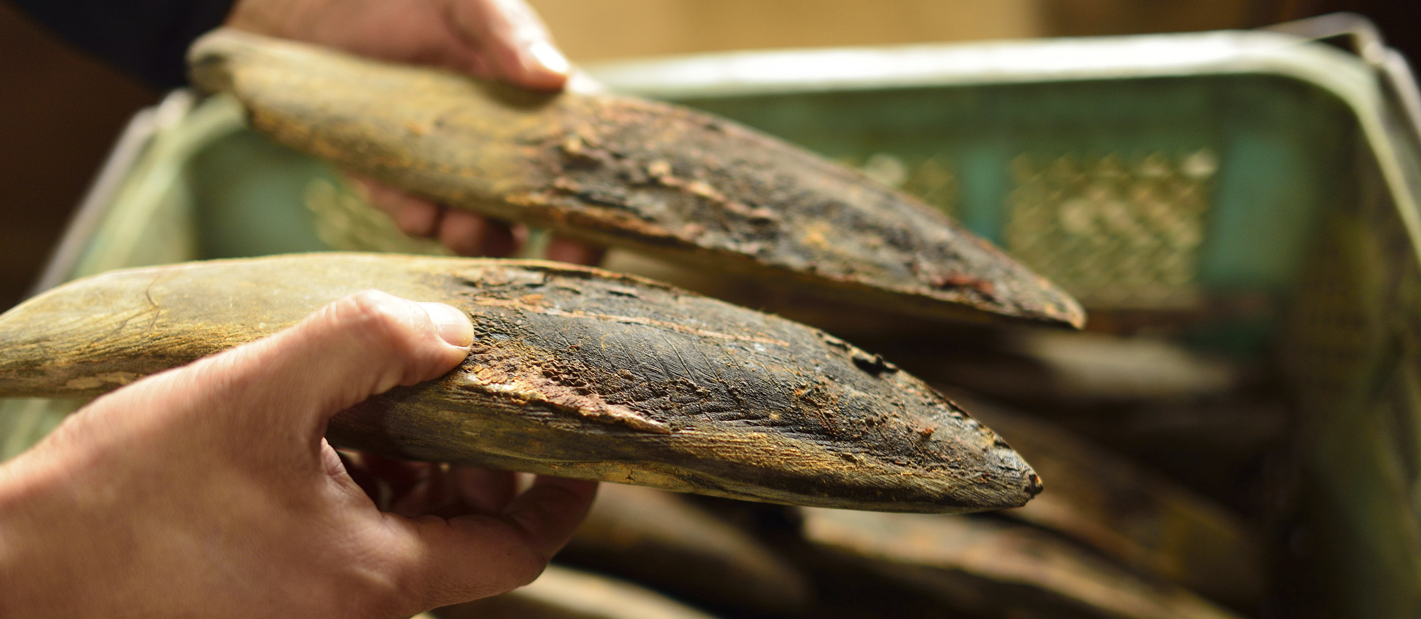 Katsuobushi  Local Fish Product From Japan