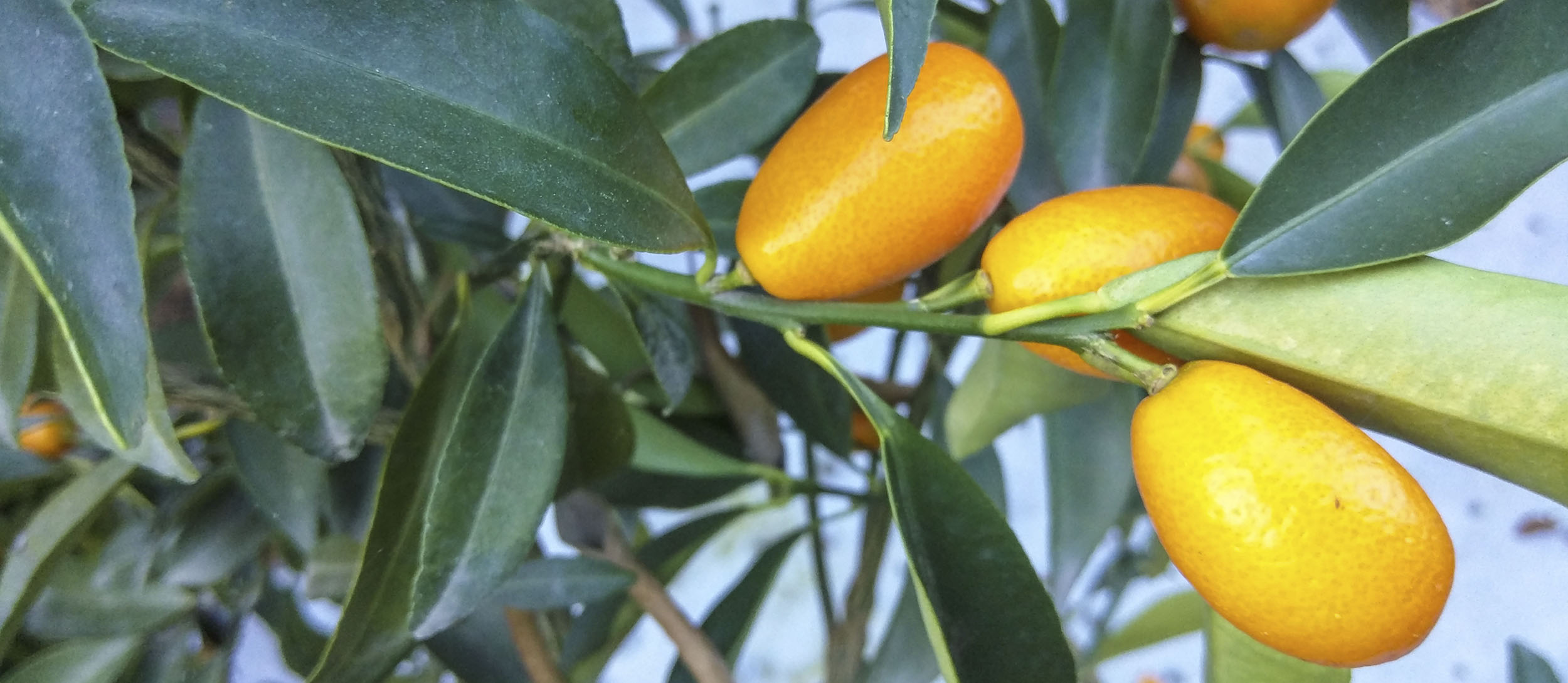 orange fruit characteristics - Olive Oil Corfu