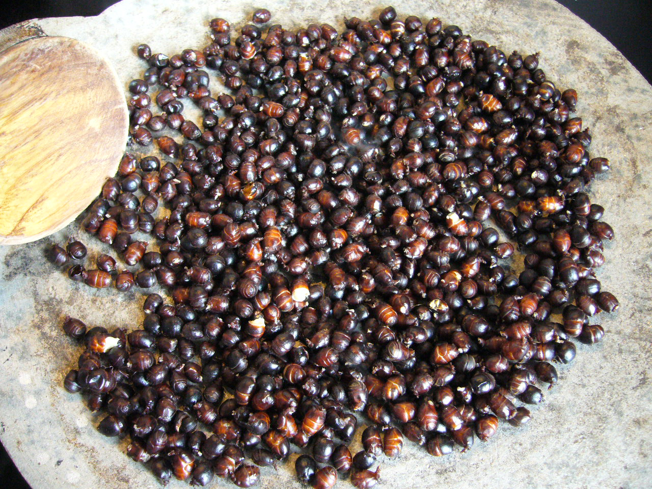 Zompopos de Mayo | Traditional Insect Dish From Guatemala