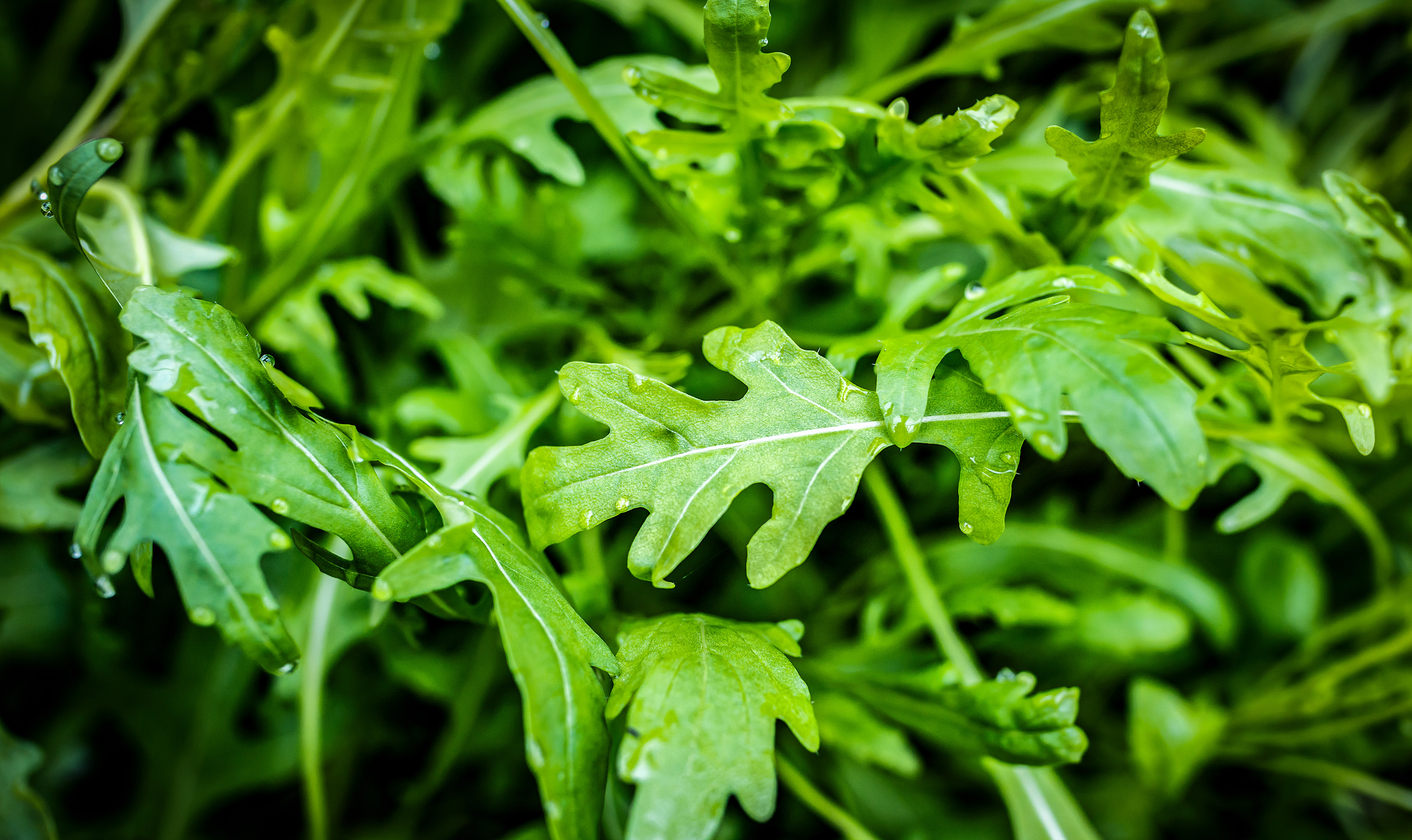 Rucola Della Piana Del Sele  Local Arugula From Province of Salerno, Italy