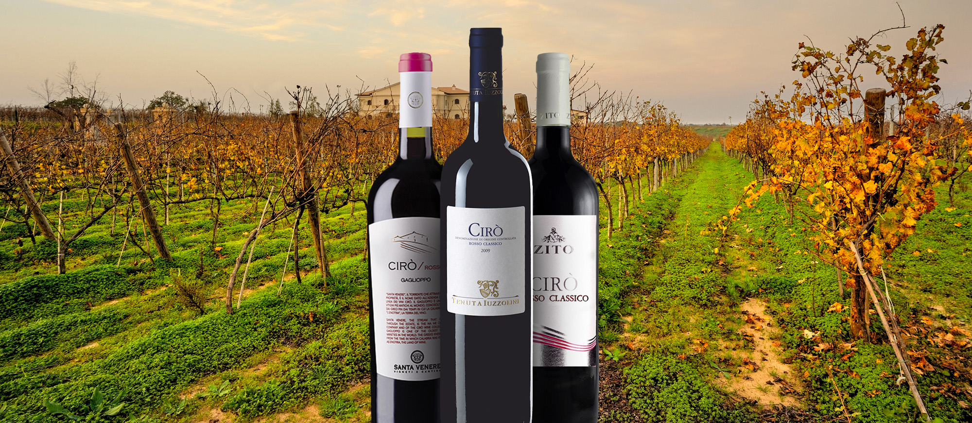 Cir Local Wine Appellation From Province of Crotone Italy