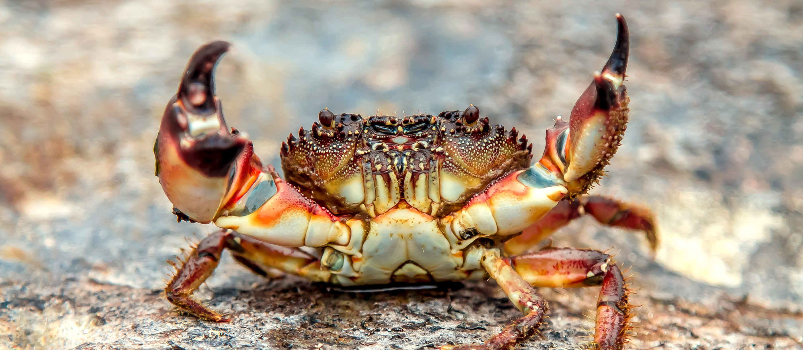 Patriotic Crab L