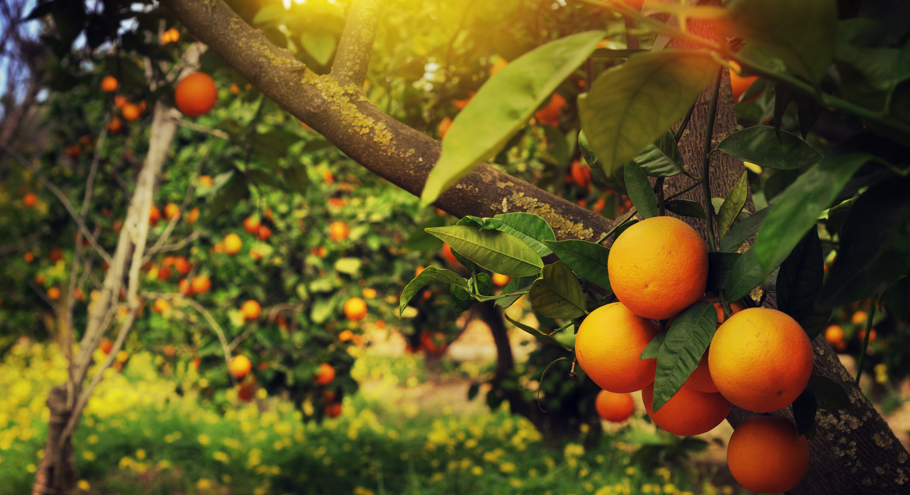 4 Best Oranges in the World - TasteAtlas
