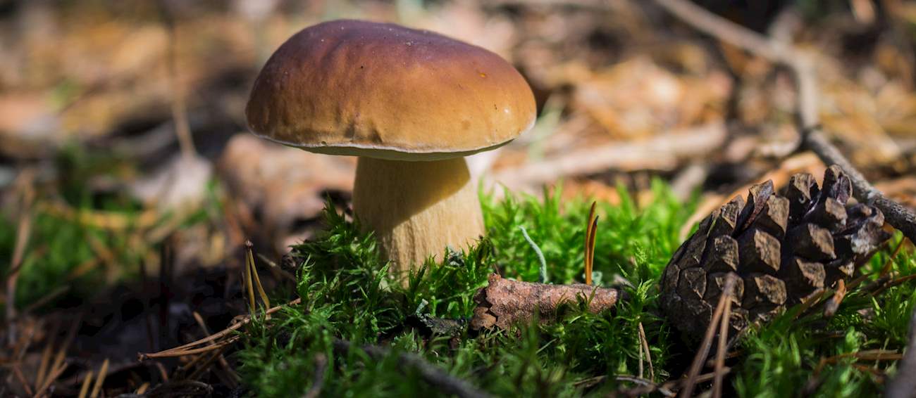 Porcino | Local Boletus Mushroom From Molise, Italy | TasteAtlas