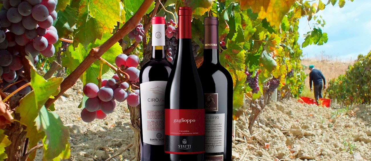 Gaglioppo | Local Wine Variety From Calabria, Italy | TasteAtlas